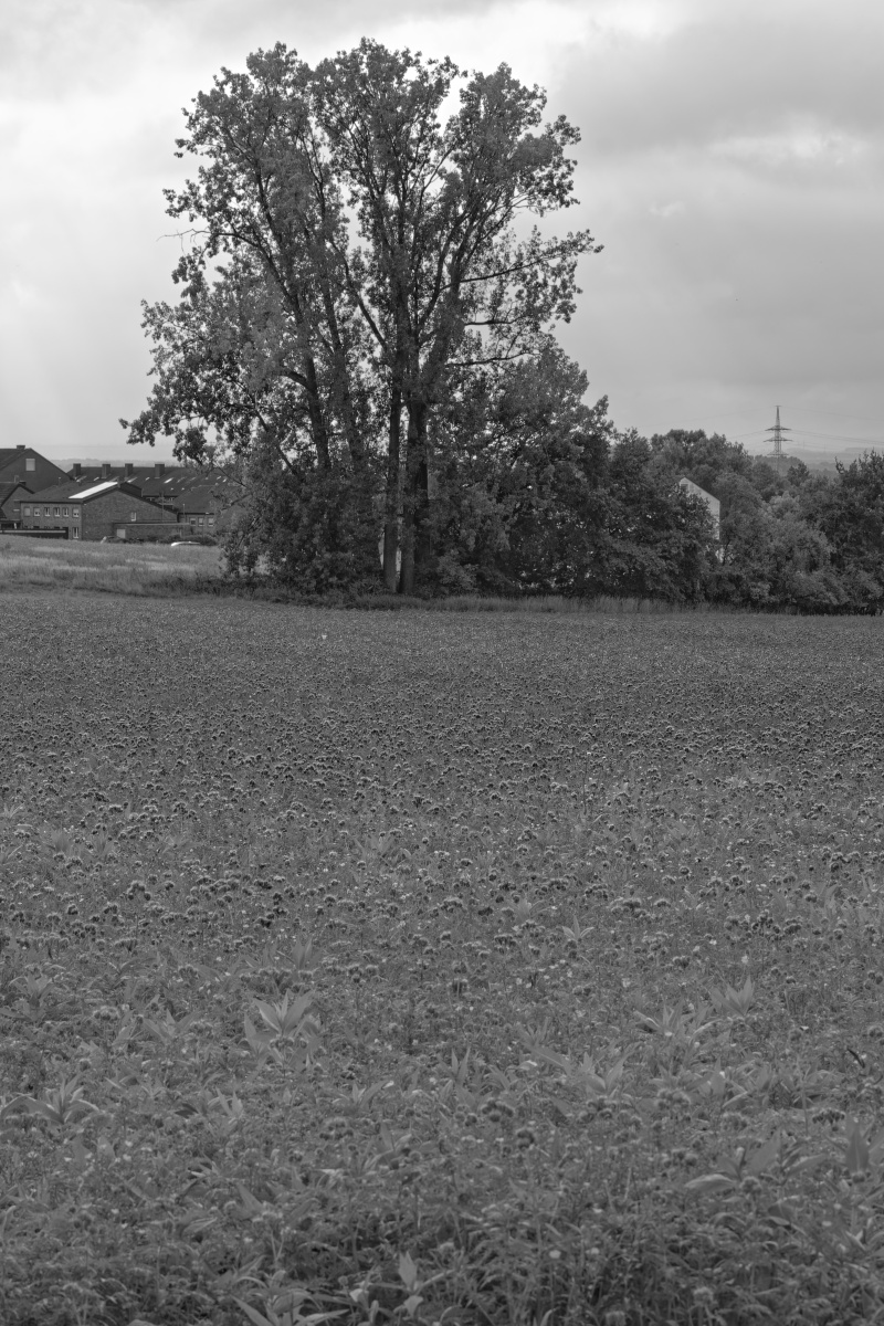 _DSC0780_DxOxl_SW.jpg