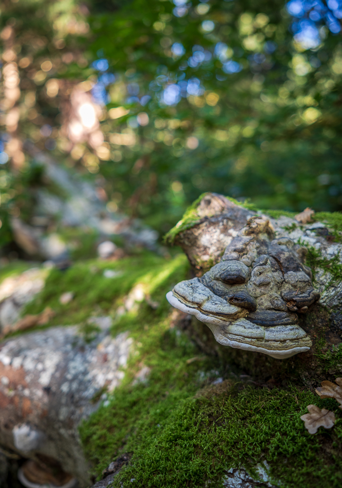 _DSC0784.jpg