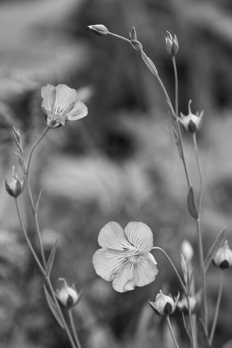 _DSC0820_DxOHAxl_SW_1.jpg