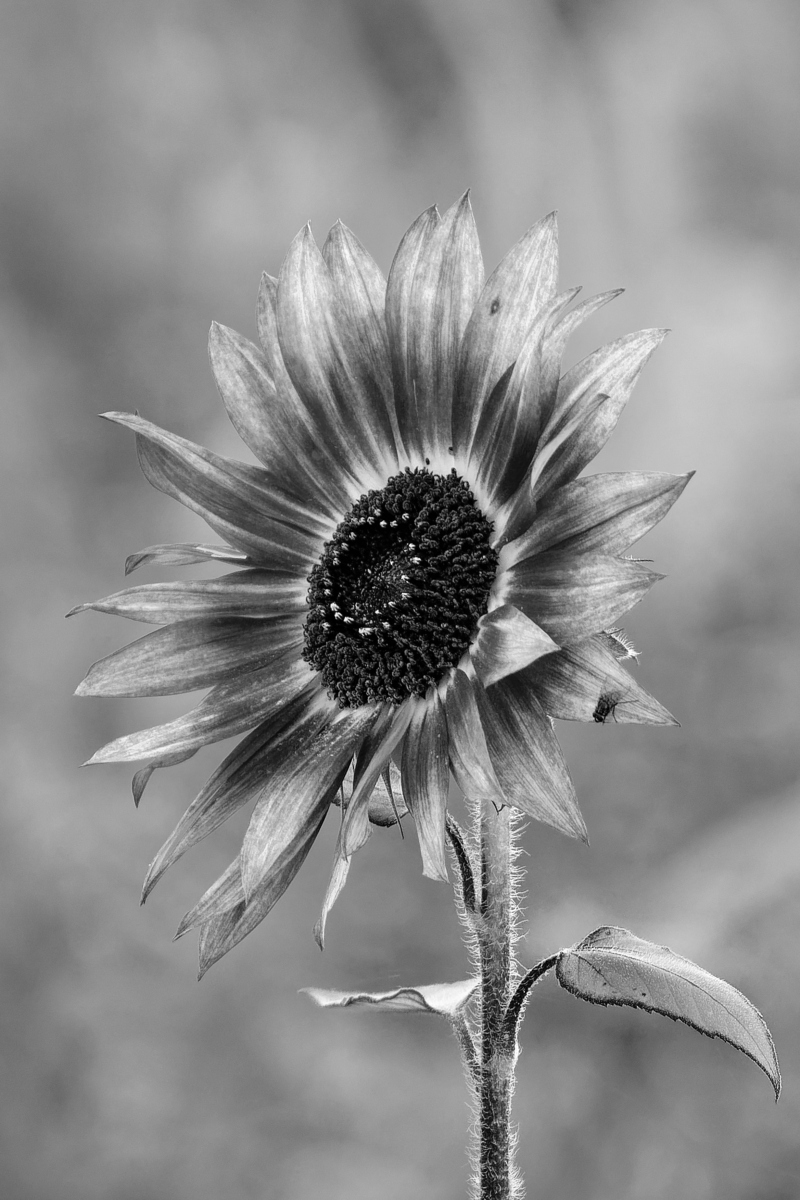 _DSC0864_DxOHAxl_SW_1.jpg