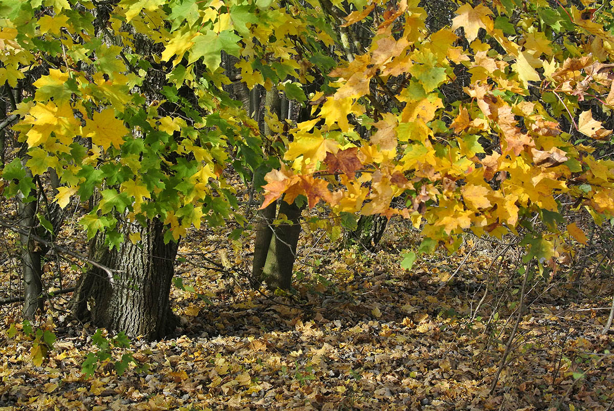_DSC1034Kxl.jpg