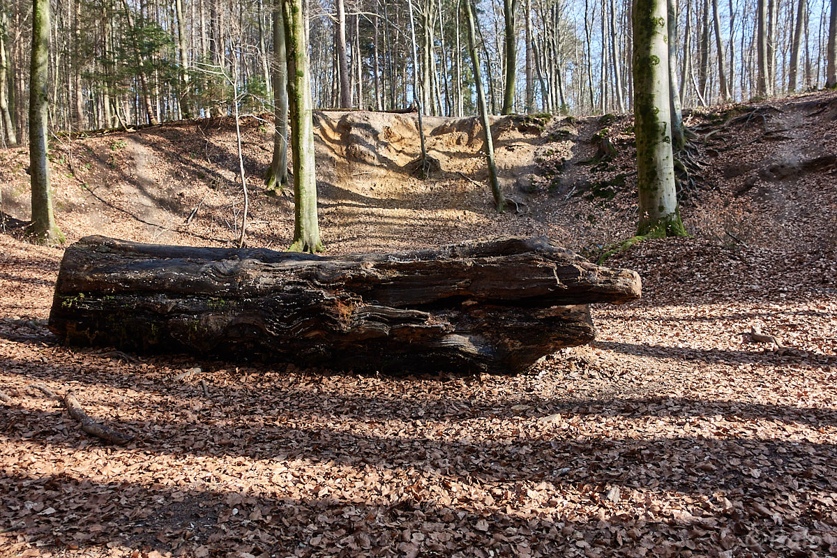 _DSC2090.jpg