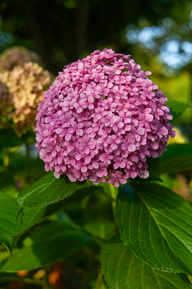 _DSC3889.jpg