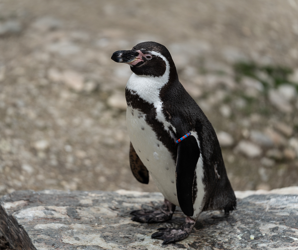 _DSC3980.jpg