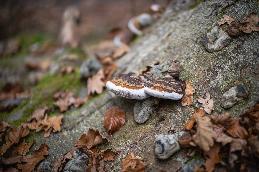_DSC4133.jpg