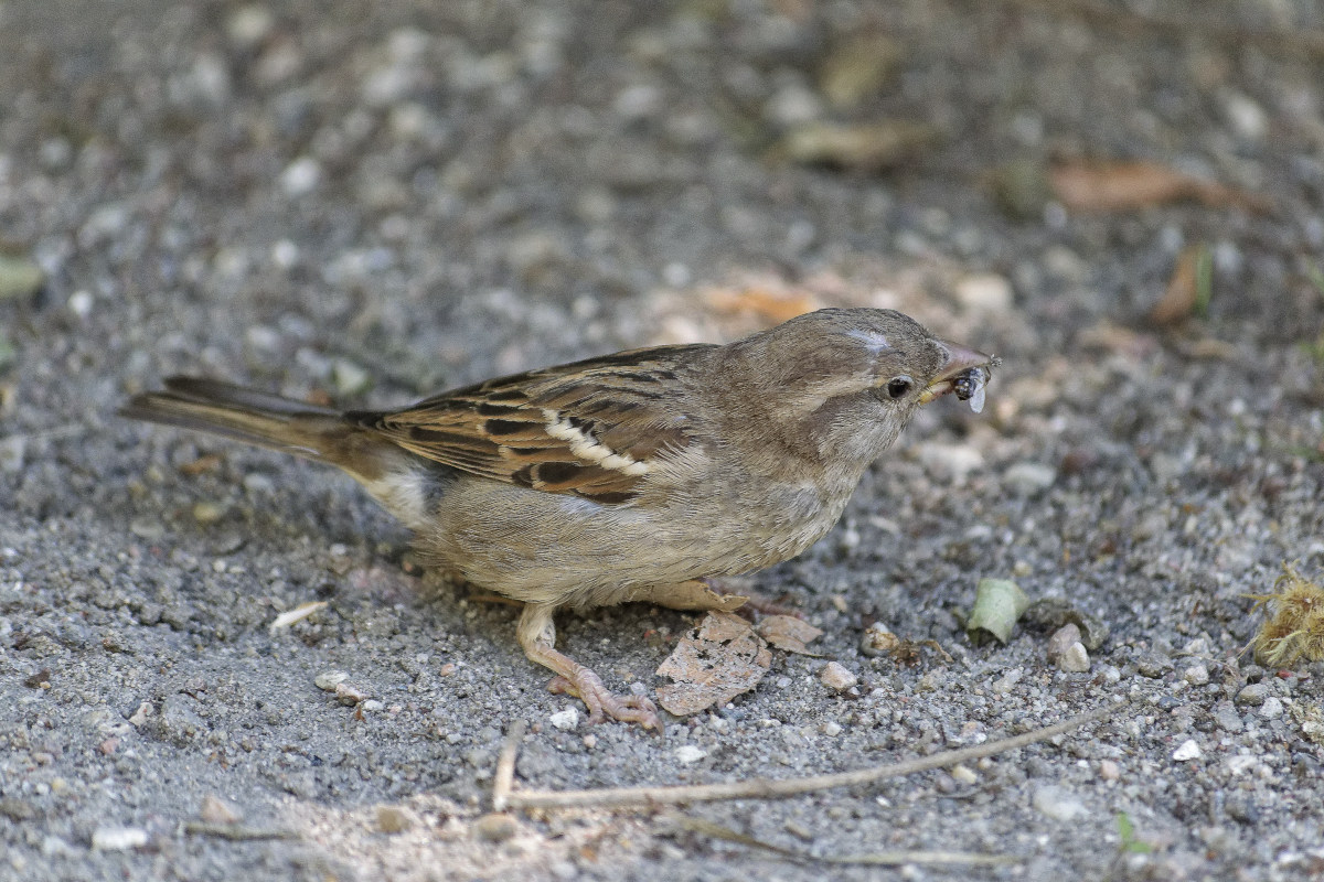 _DSC4391NF.jpg