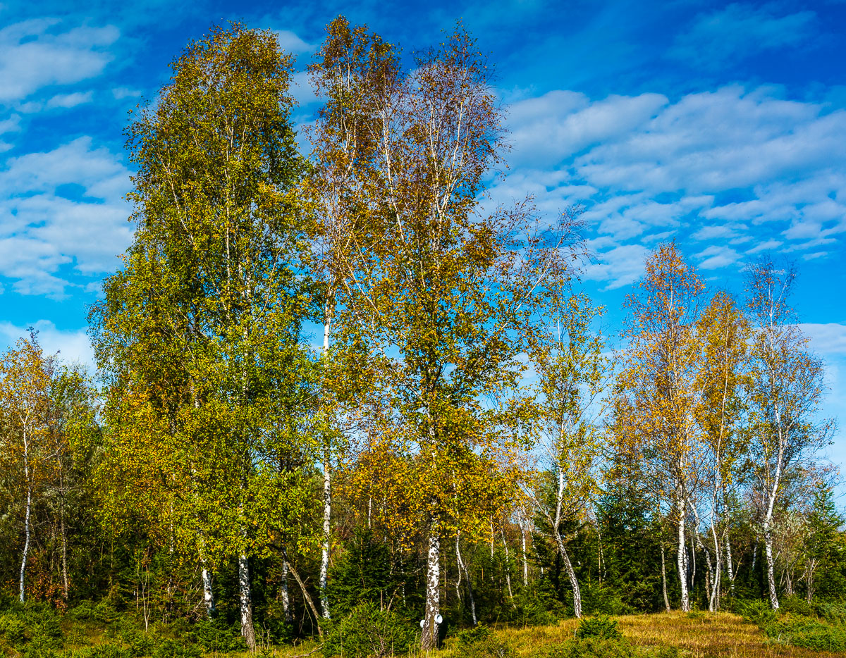_DSC4682.jpg