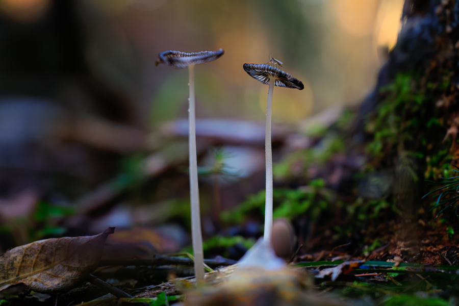 _DSC5181-Bearbeitet.jpg