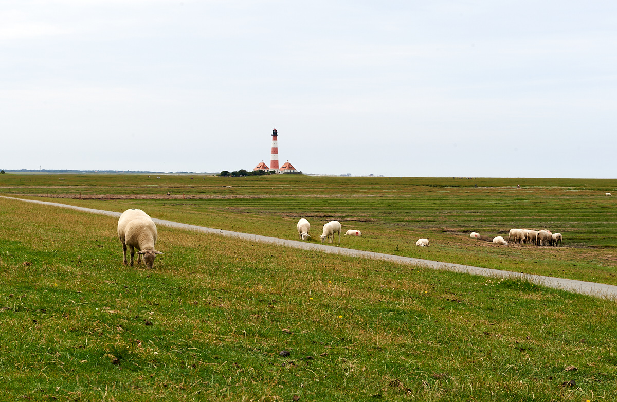 _DSC5270.jpg