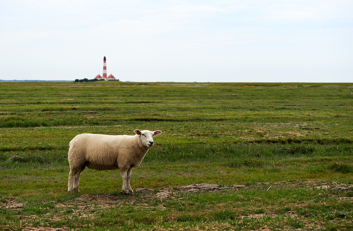 _DSC5298.jpg