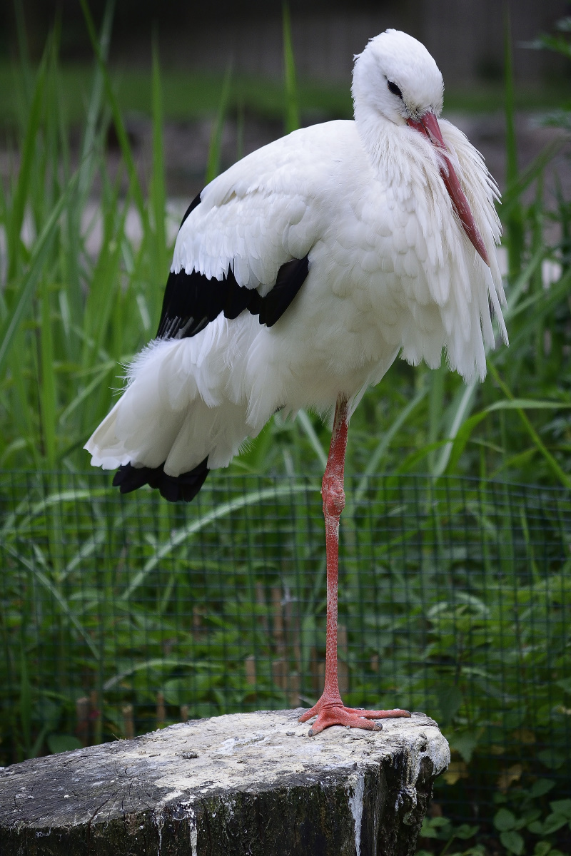 _DSC5770_00001.JPG