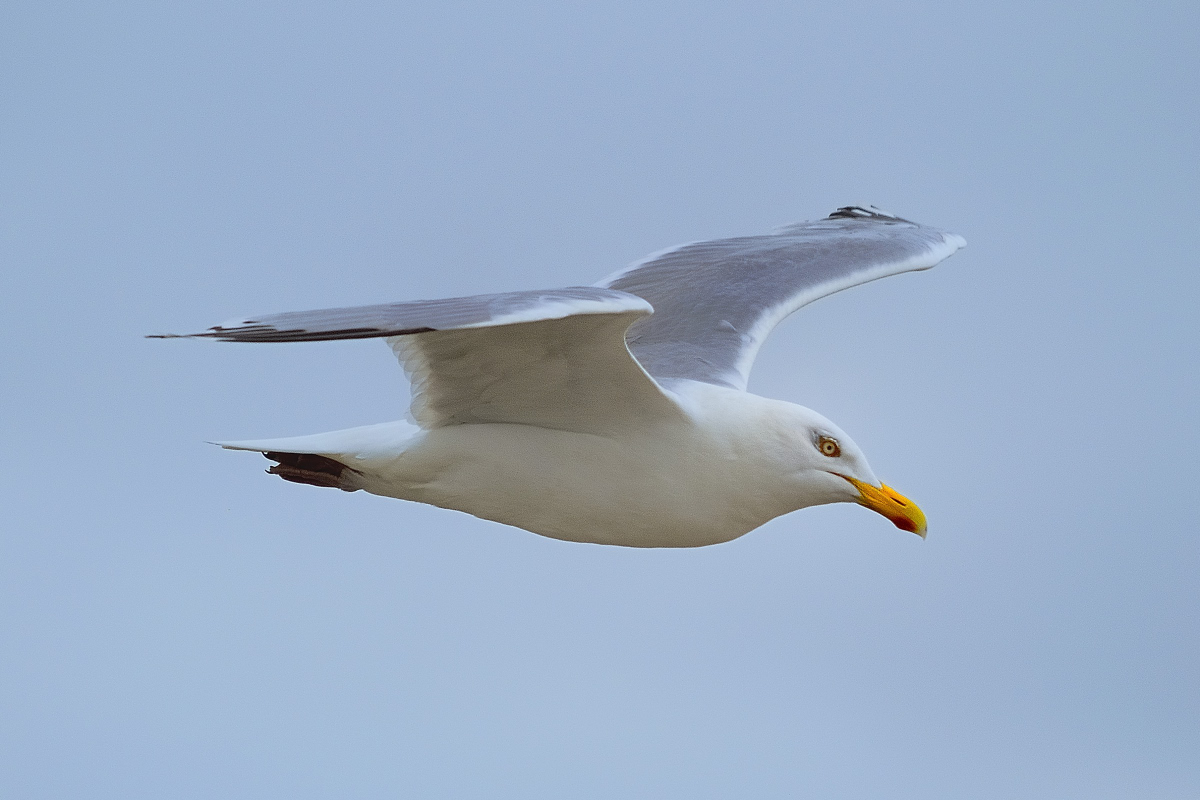 _DSC5883.JPG