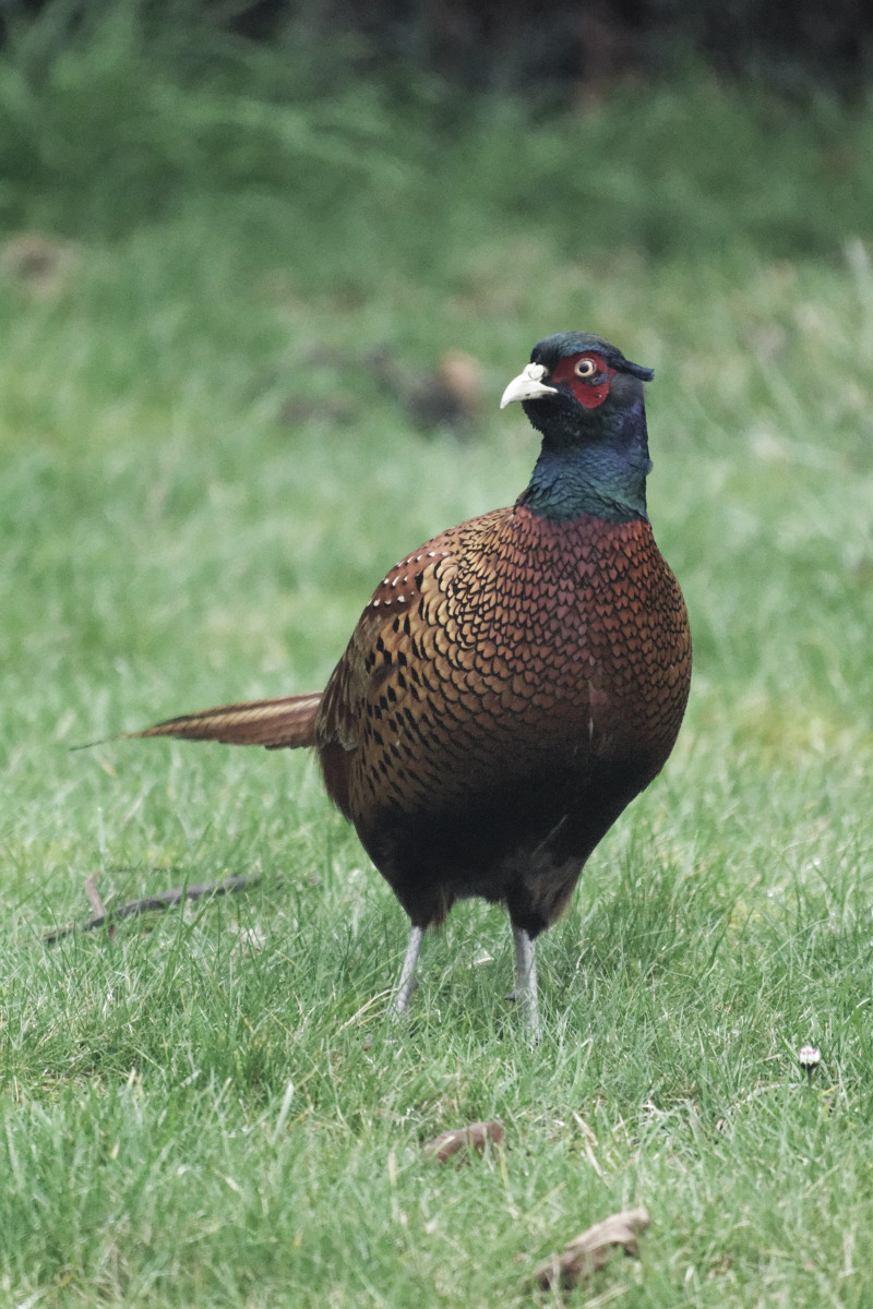_DSC7365NF.jpg