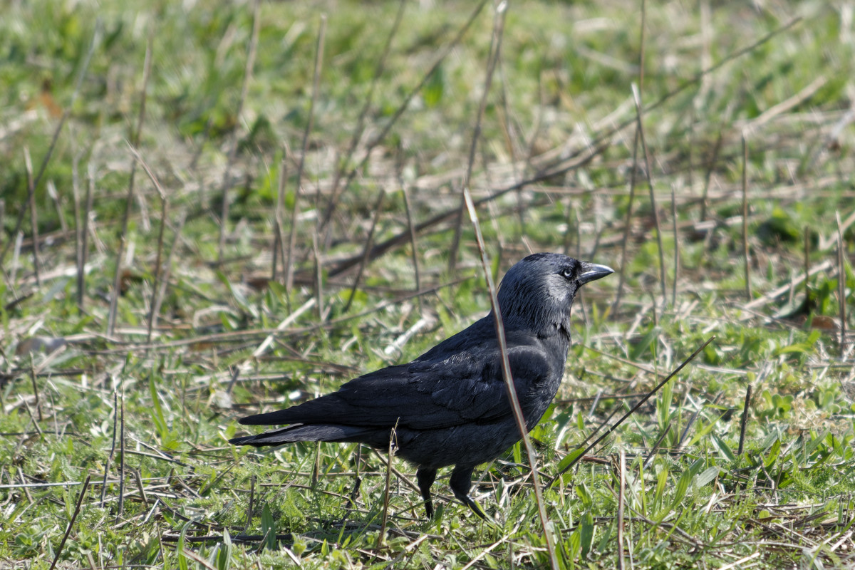 _DSC7383NF.jpg
