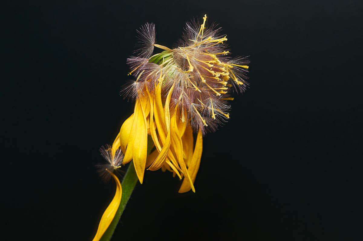 _DSC7423_1.jpg