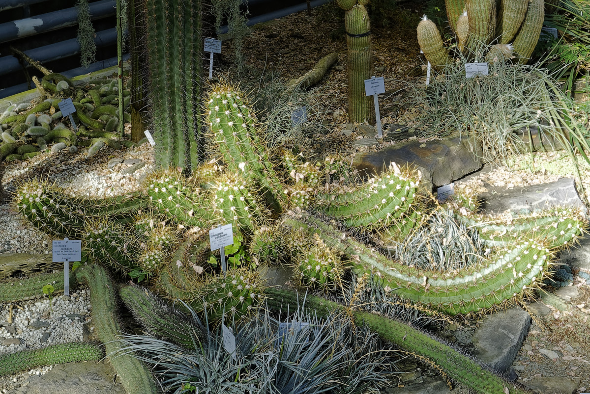 _DSC7485_DxOAxl.jpg