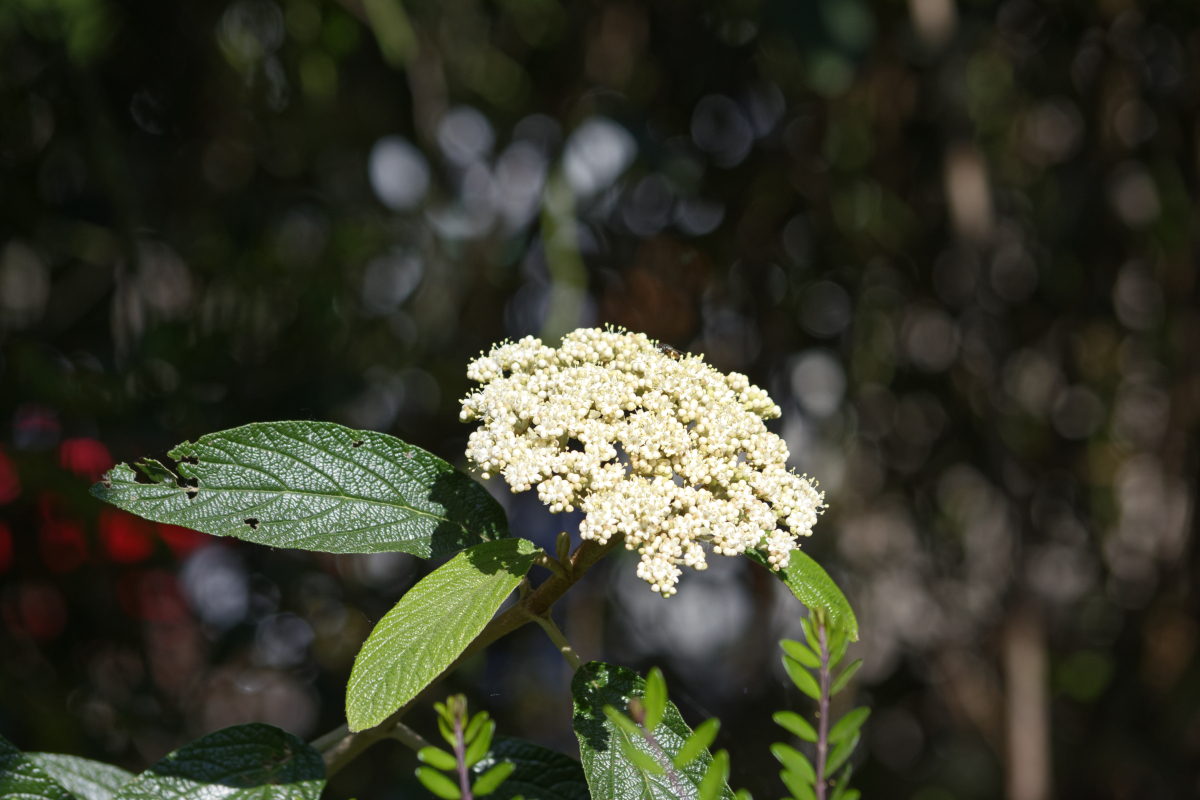 _DSC7513NF.jpg