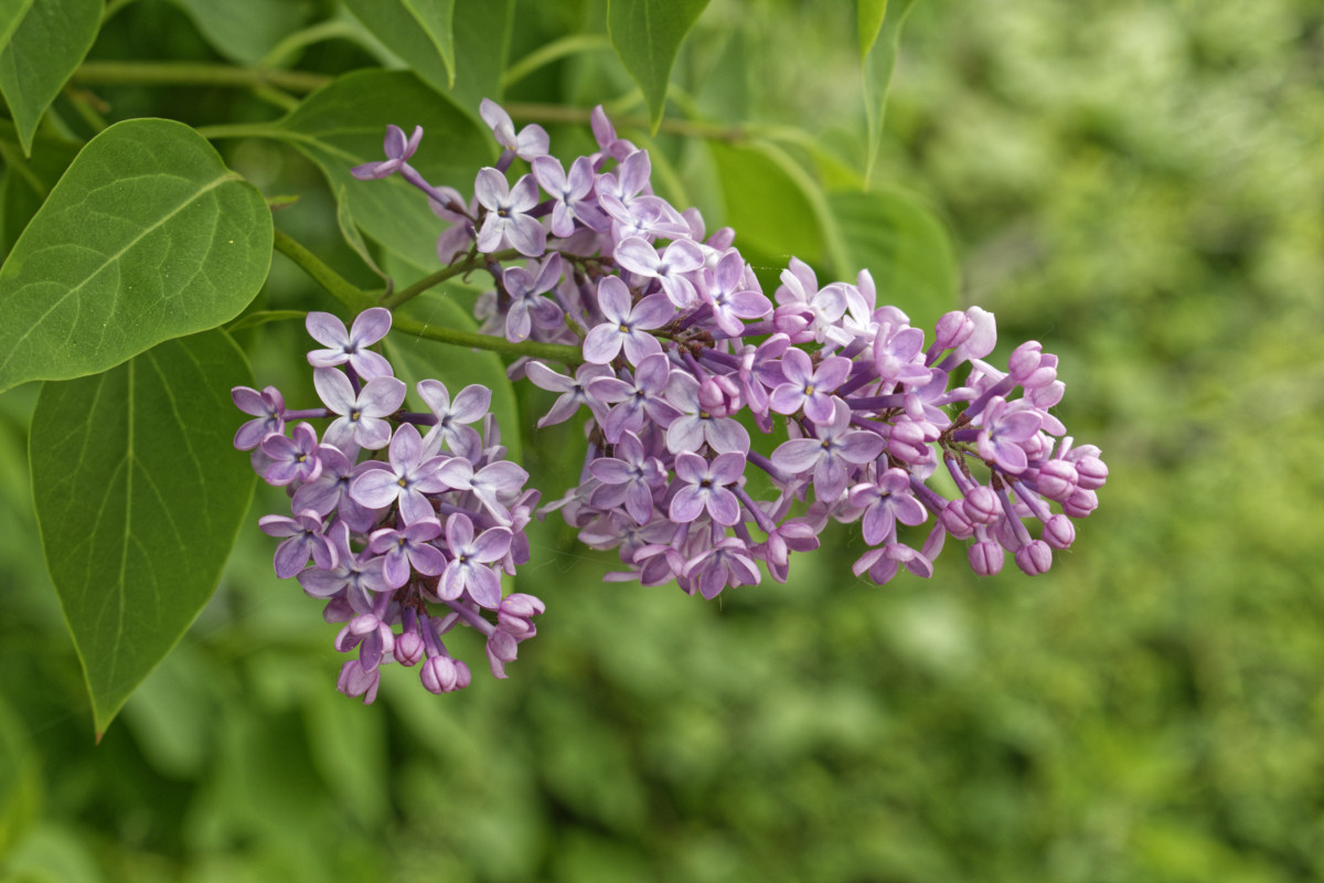 _DSC7578NF.jpg