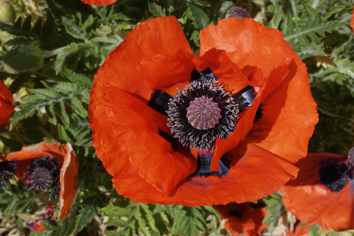 _DSC7587NF.jpg