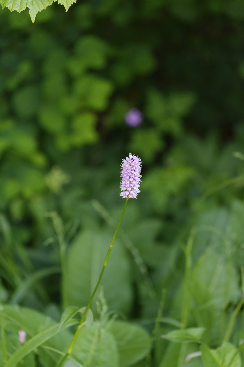 _DSC7694NF.jpg