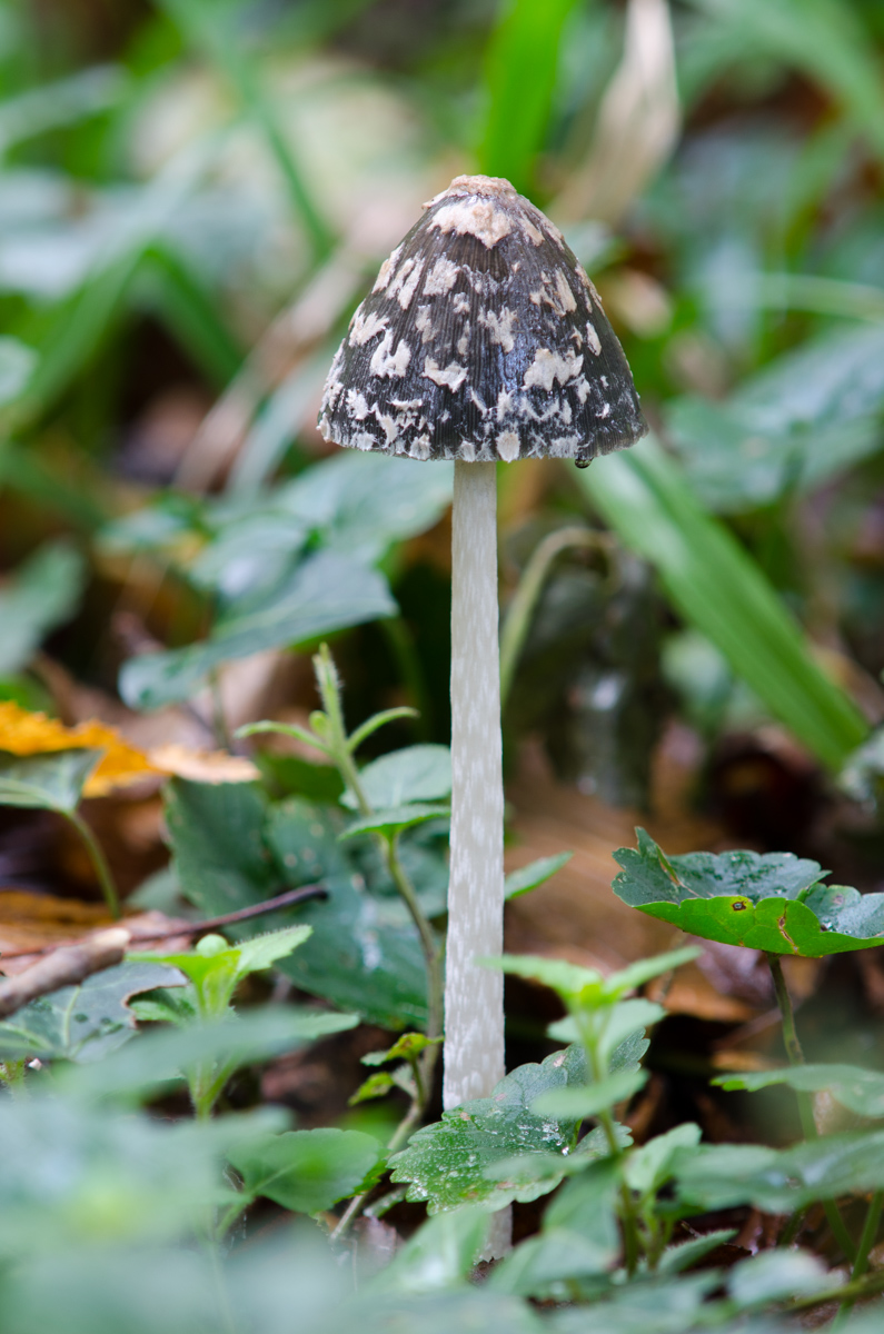 _DSC8148.jpg