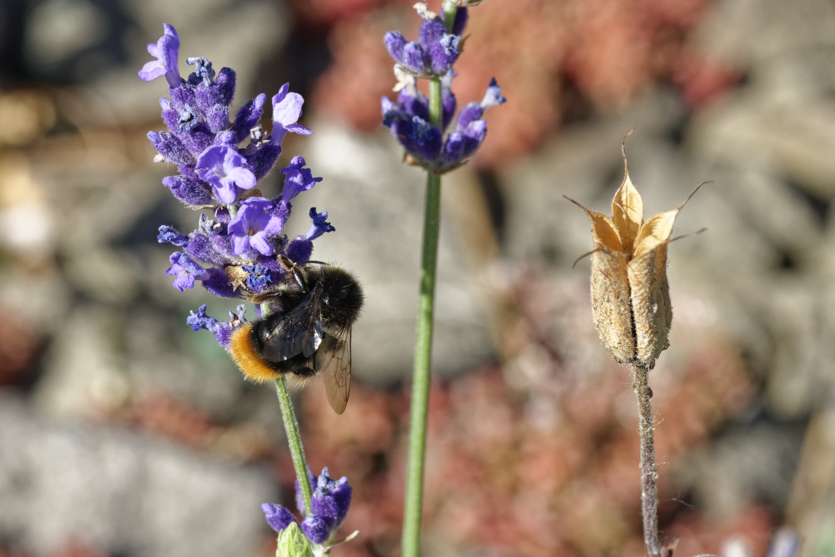 _DSC8432_DxOAxl.jpg
