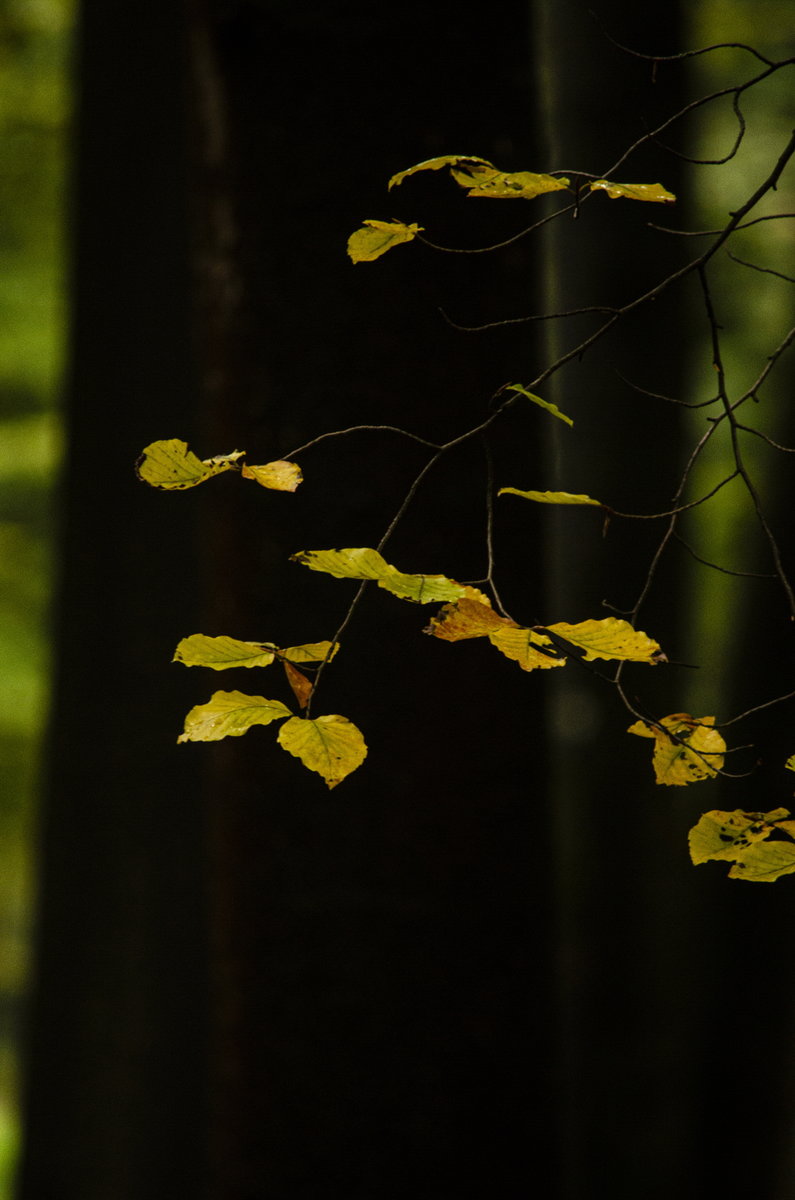 _DSC8689.jpg