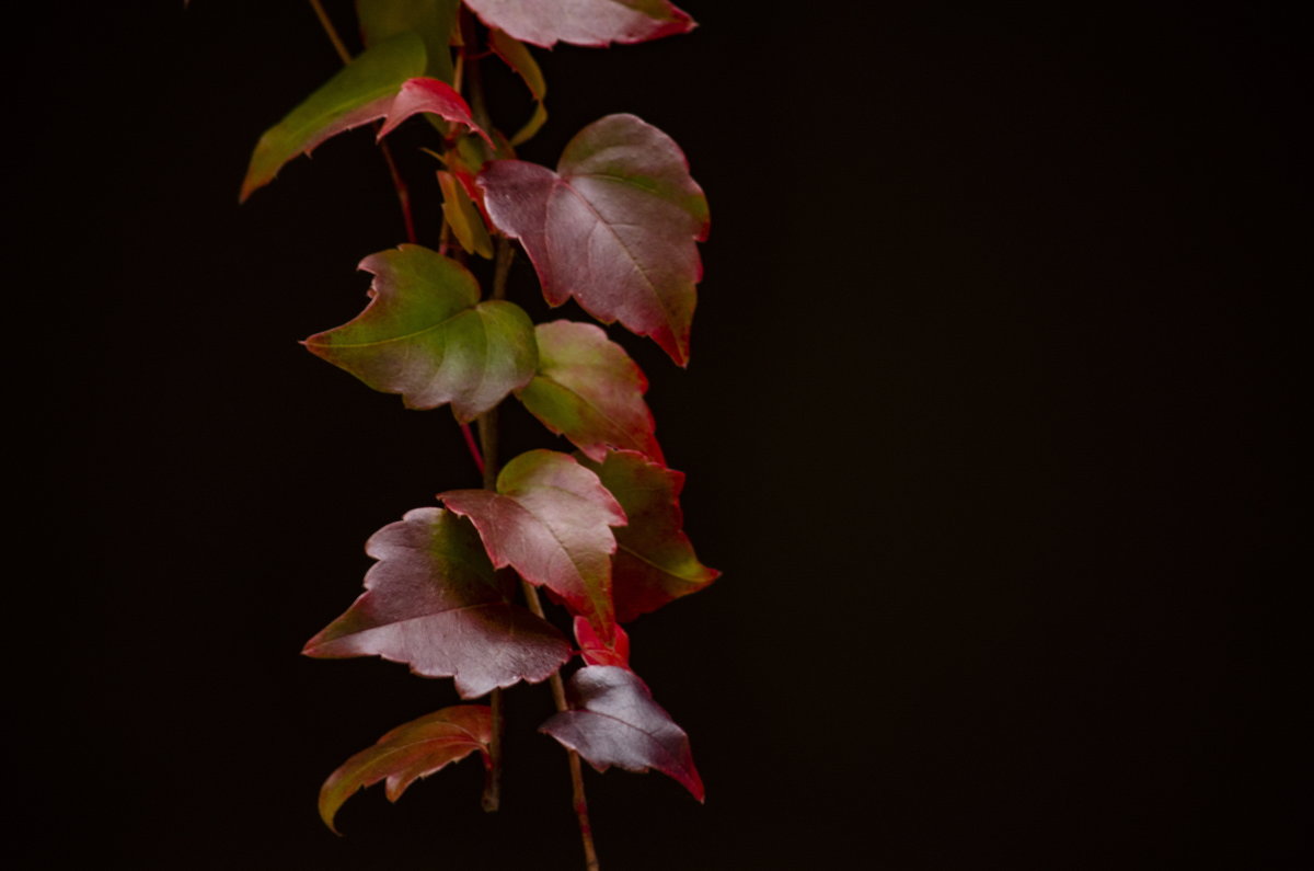 _DSC8936.jpg