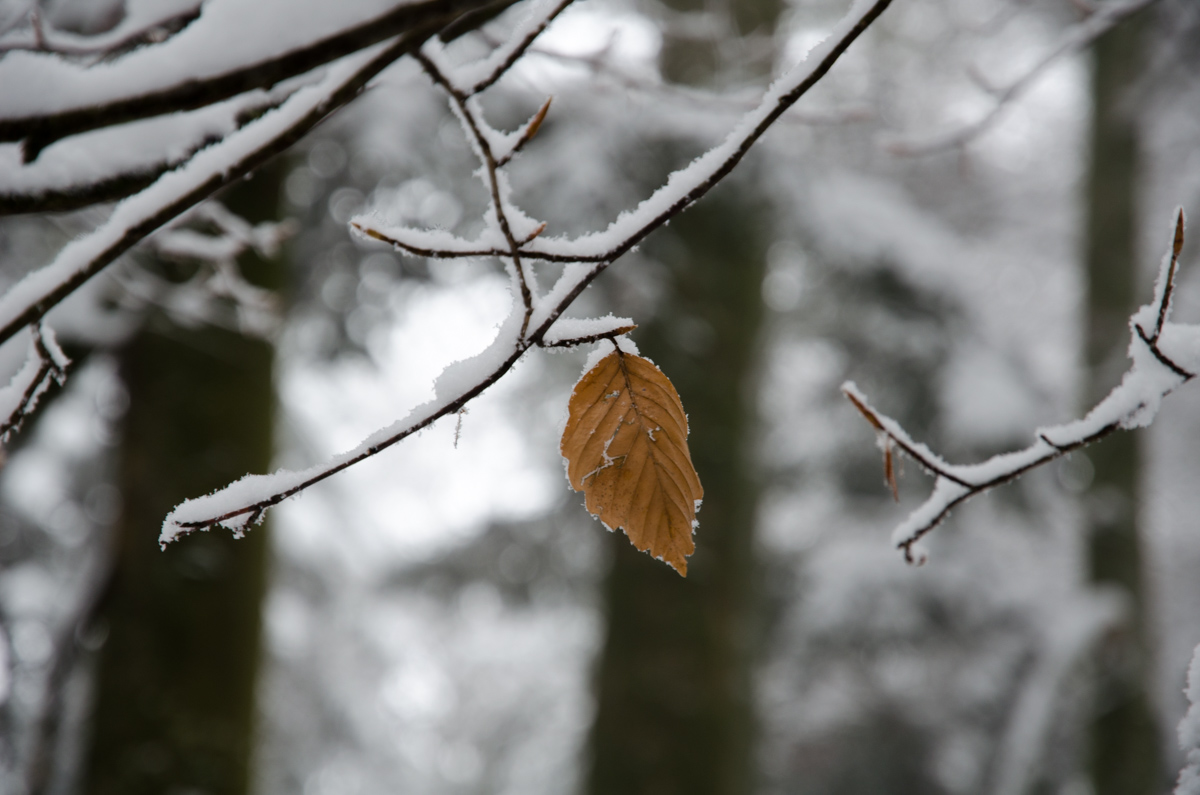 _DSC9041.jpg