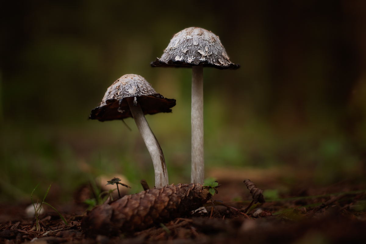 _DSC9511-Bearbeitet-1.jpg