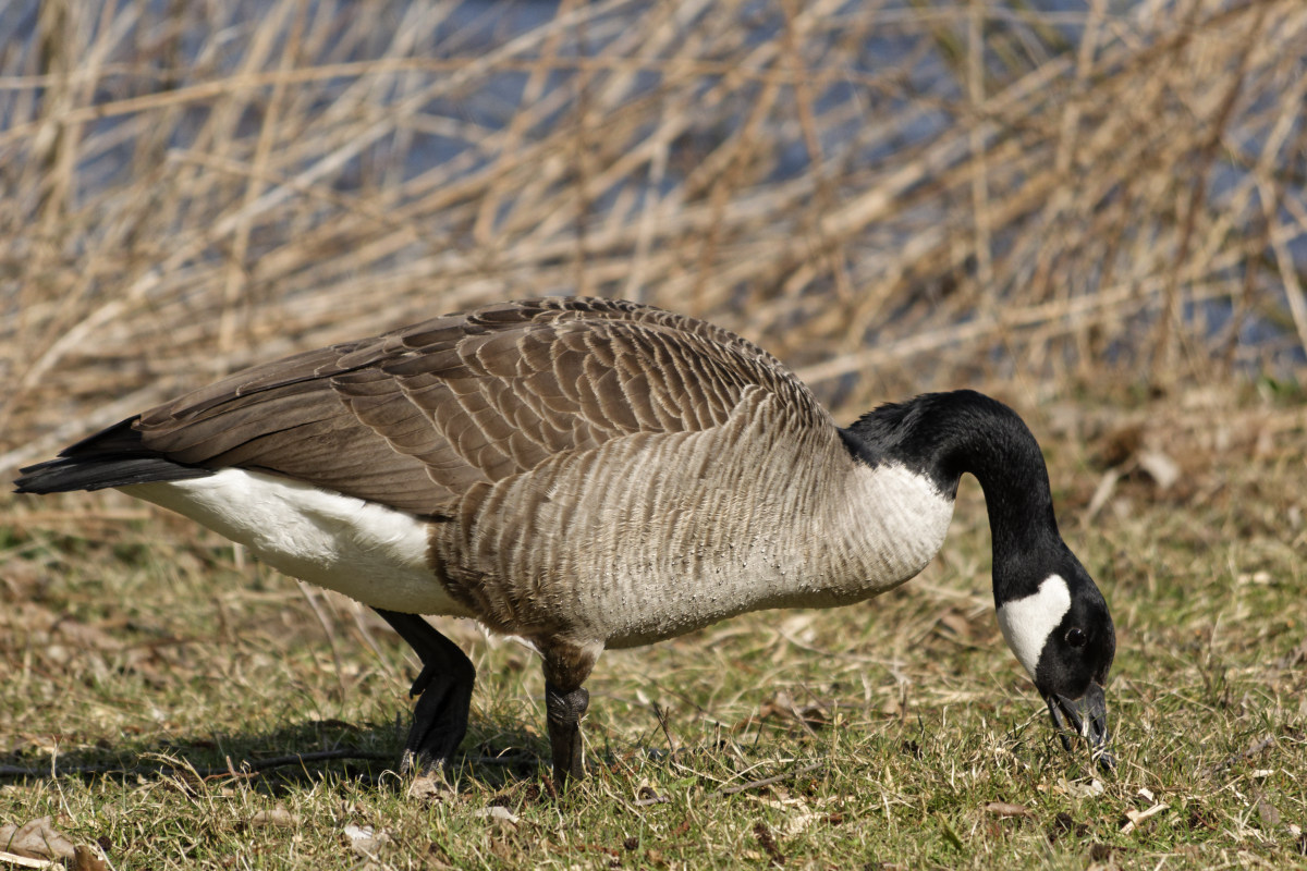 _DSC9854NF.jpg