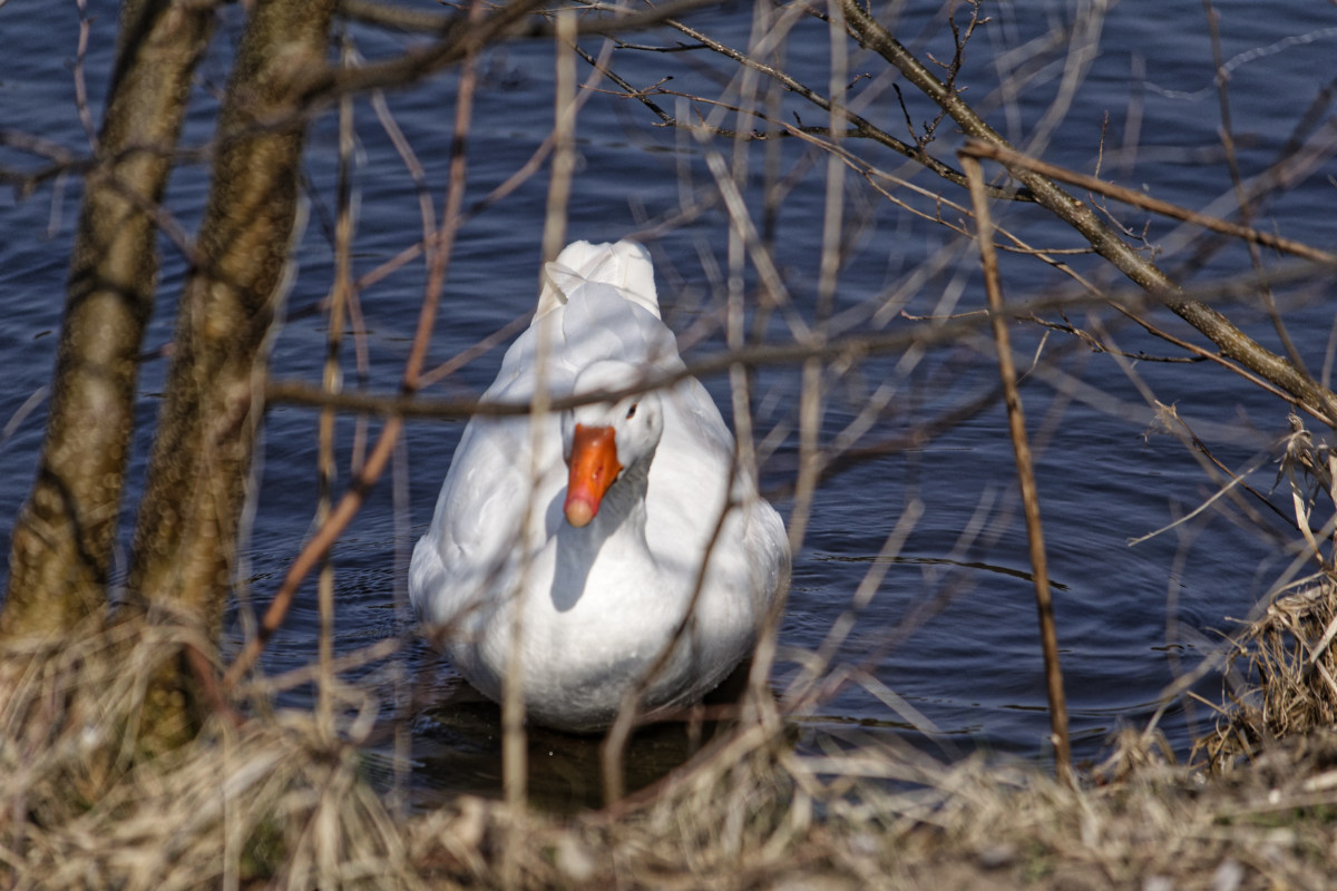 _DSC9858NF.jpg