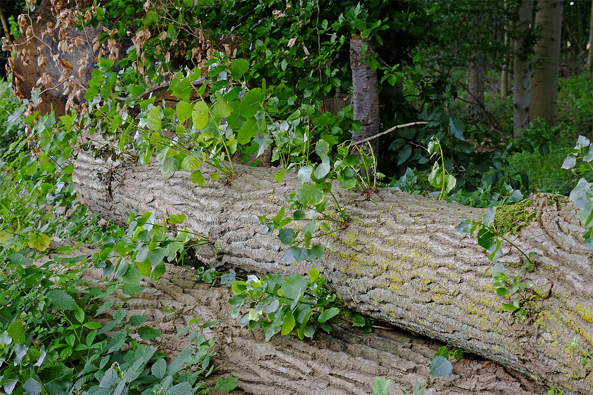 _DSF1382Kxl.jpg