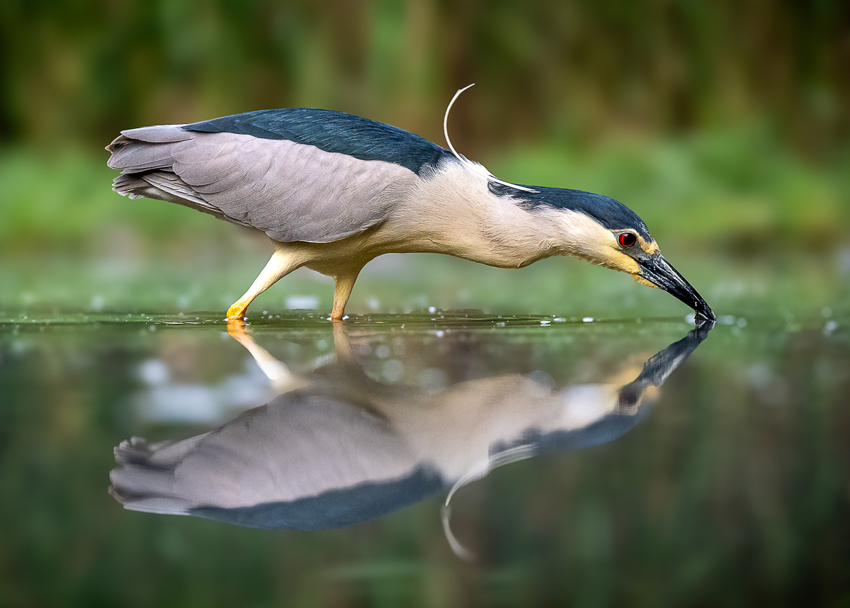 _DZ81127 (1).jpg