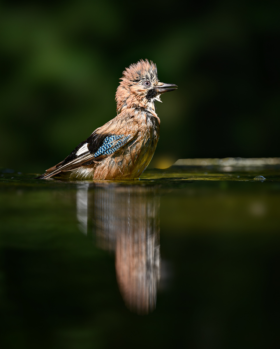 _DZ95441-1 (1).jpg
