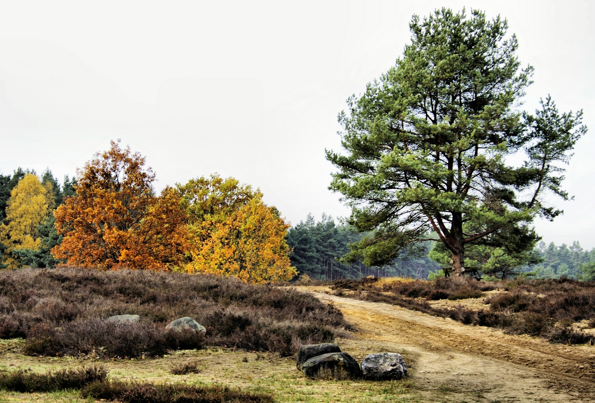 _Es ist Herbstzeit in der Heide.jpg