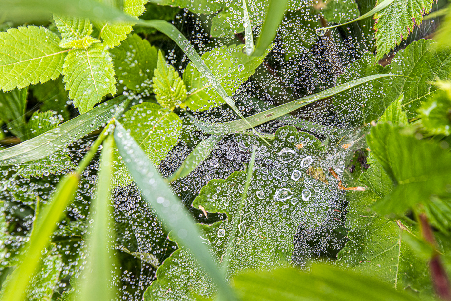 _HAR4537.jpg