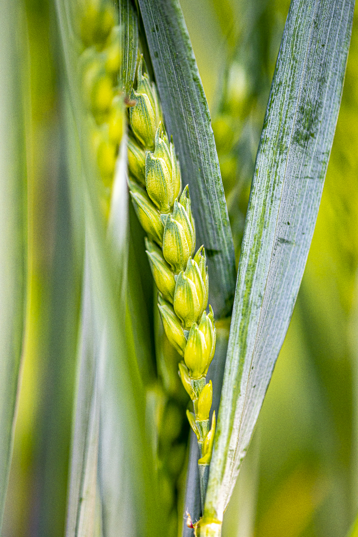 _HAR4850-4.jpg