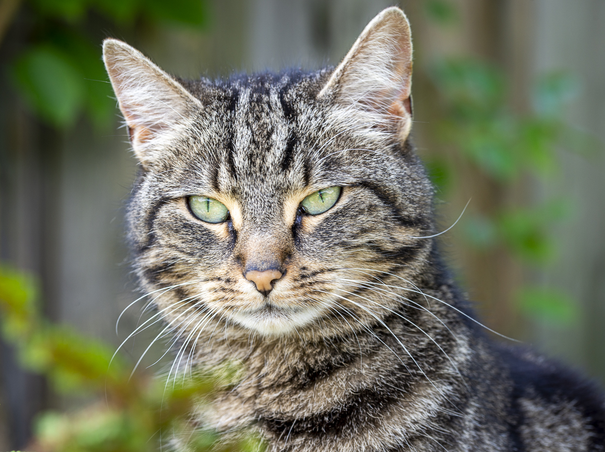 _HAR6328-2.jpg