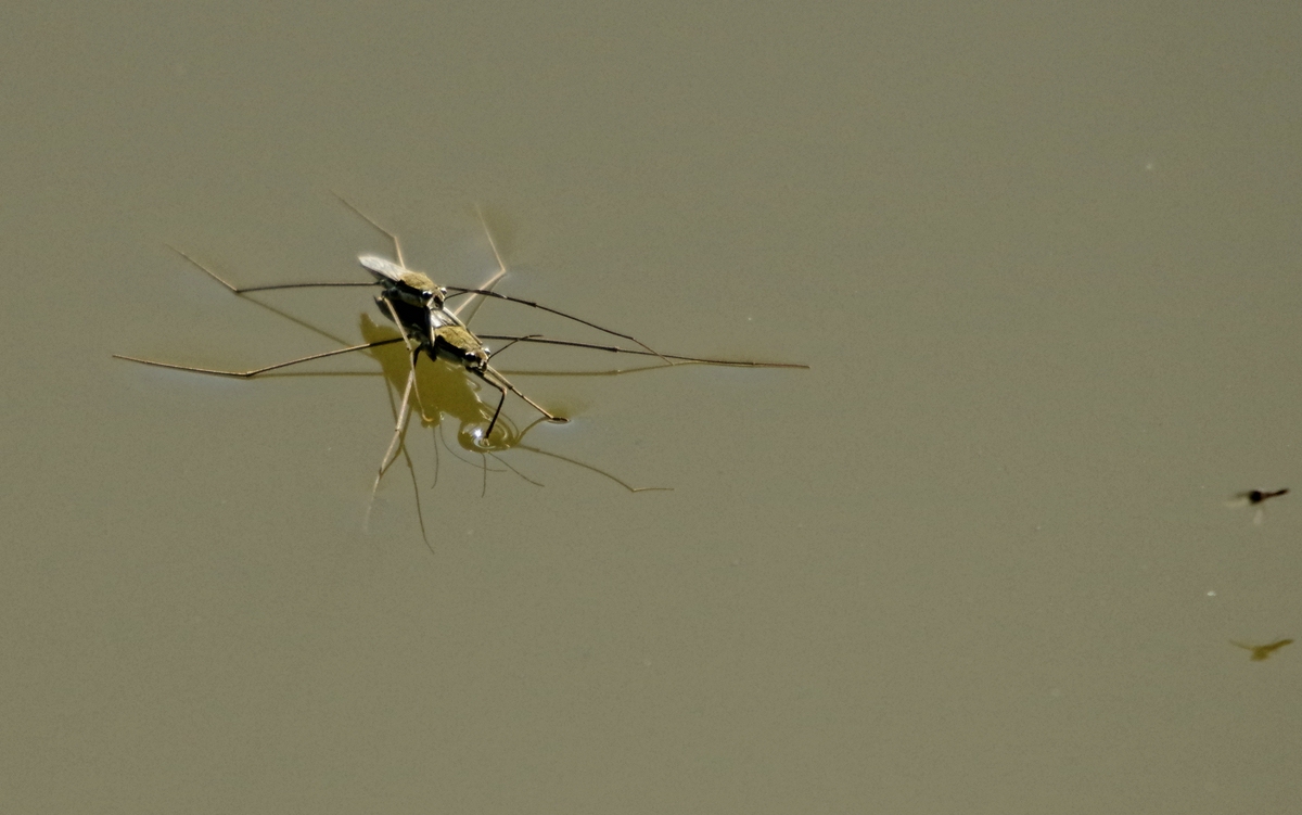 _IMG6184  Wasserläufer.jpg