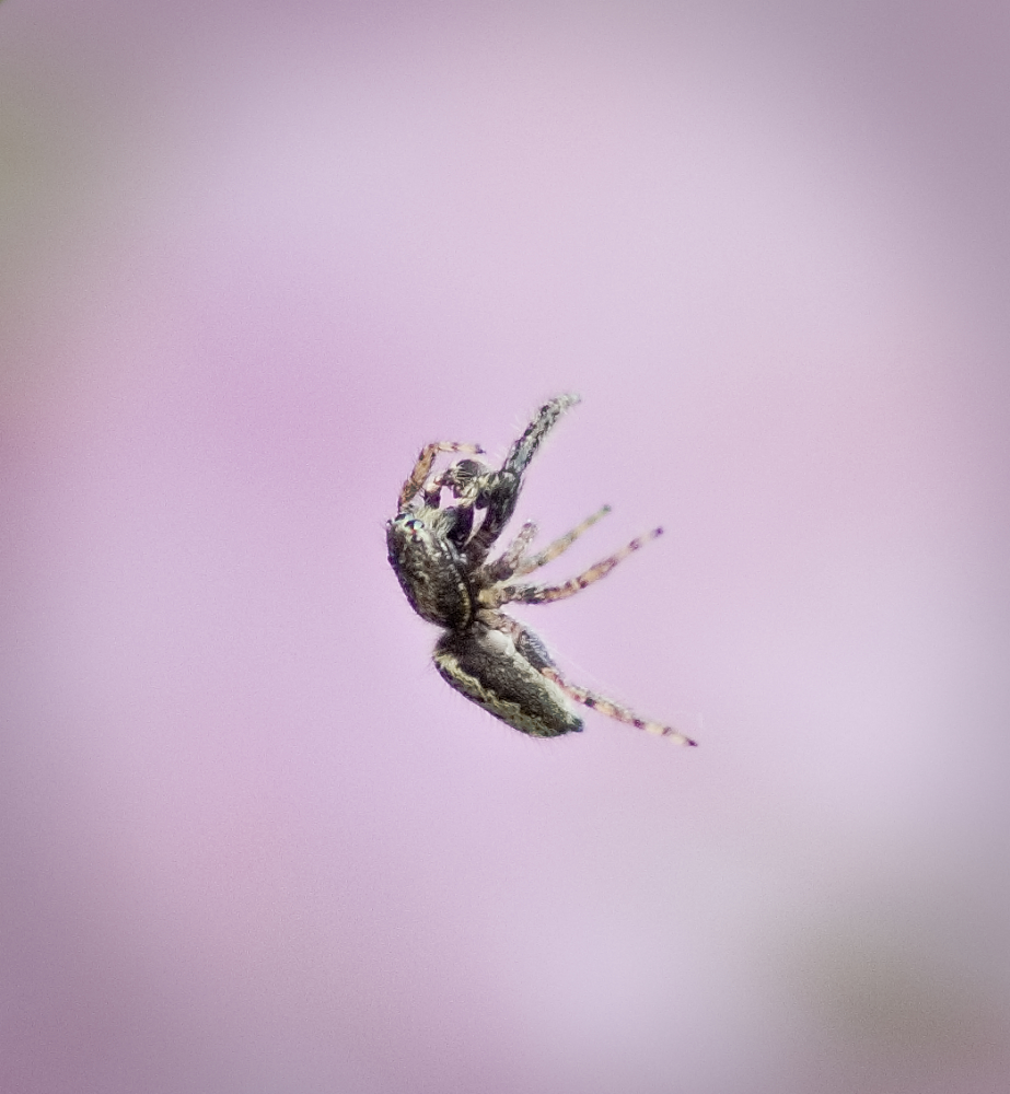 _IMG7896.jpg