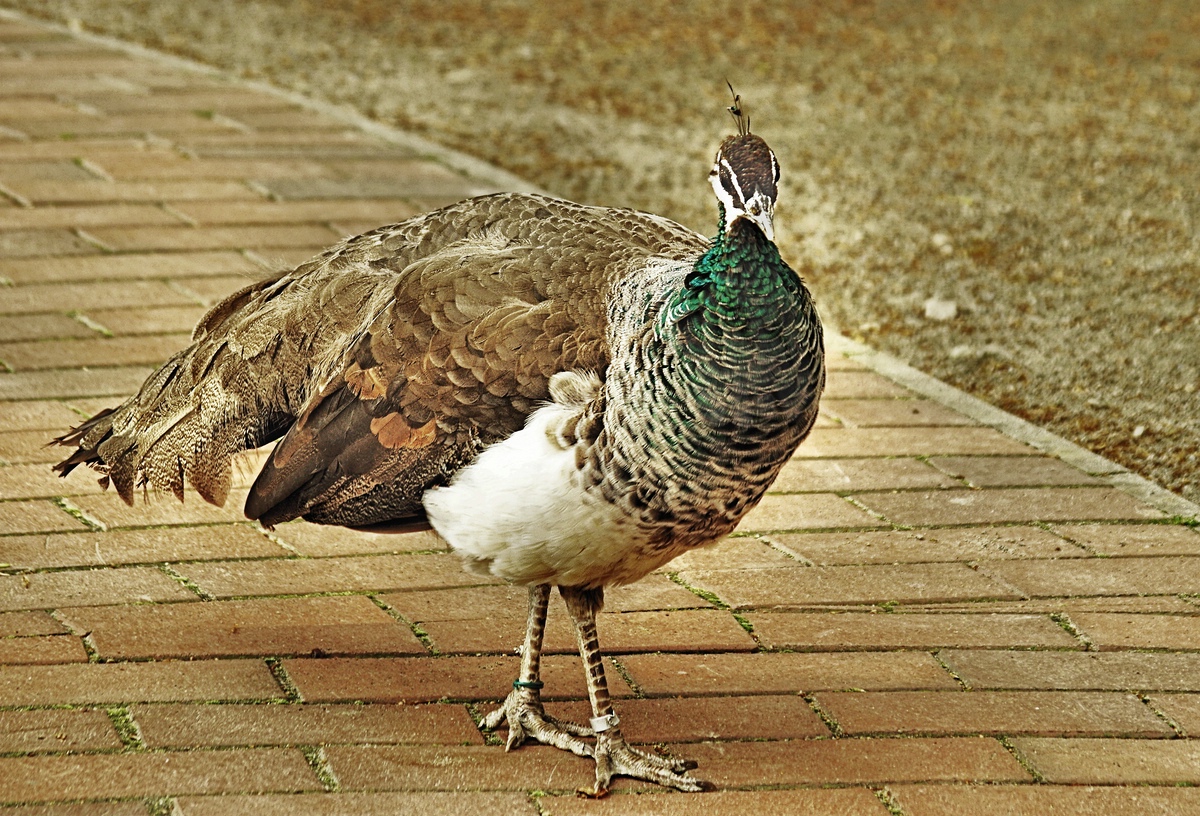 _Meine Begleiterin in einer Gärtnerei in Potsdam.jpg