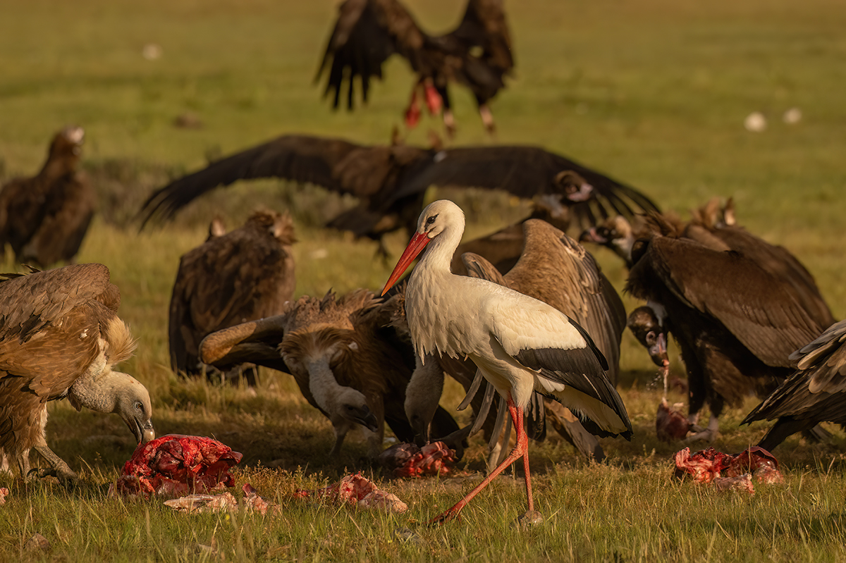 _NZ90611-1200.jpg