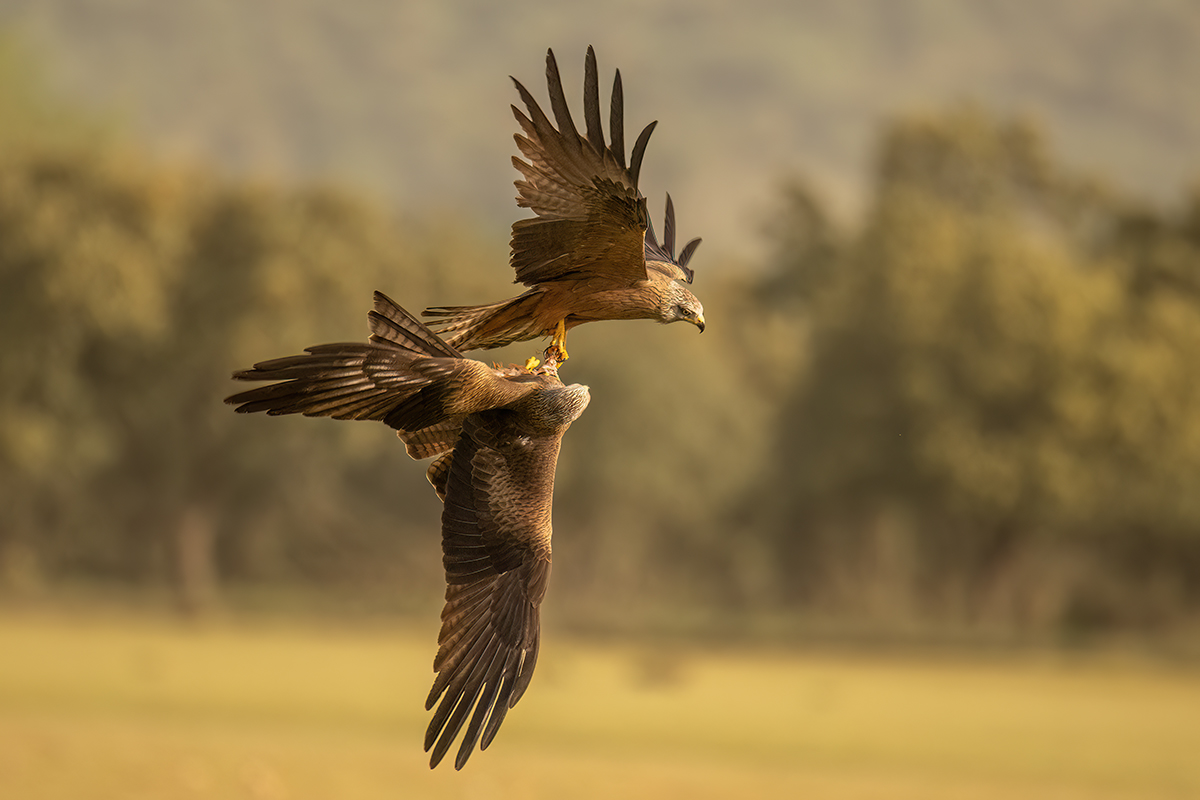 _NZ91090-1200.jpg
