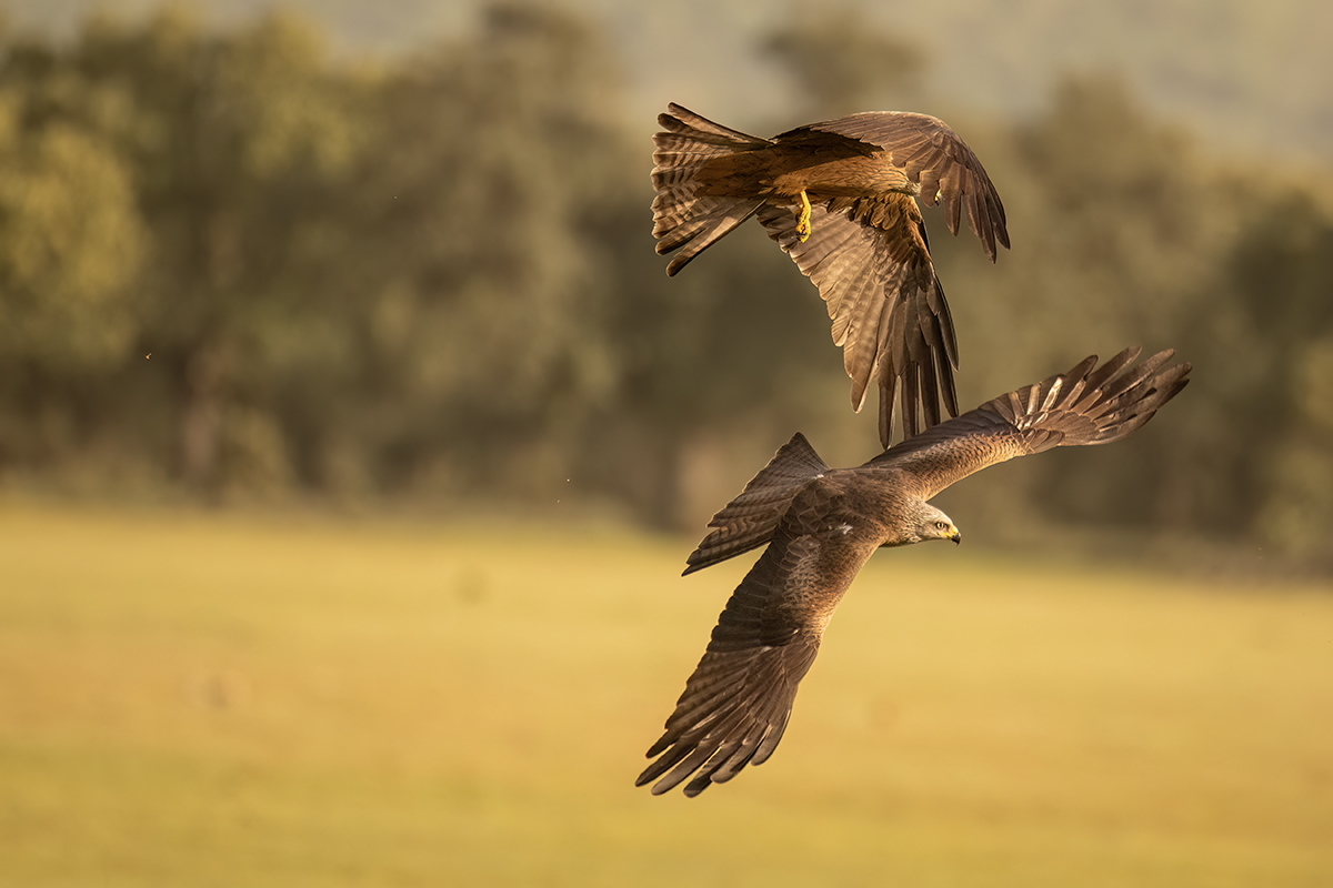 _NZ91093-1200.jpg
