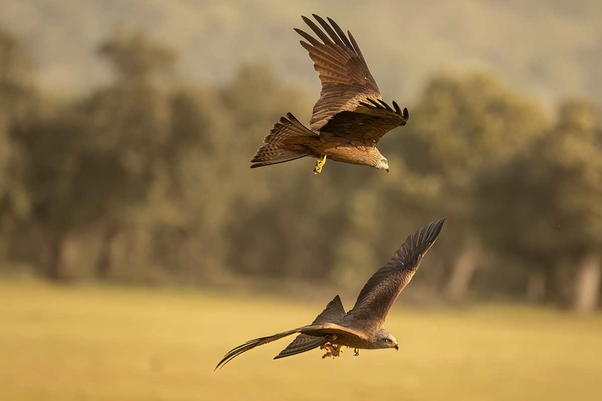 _NZ91094-1200.jpg