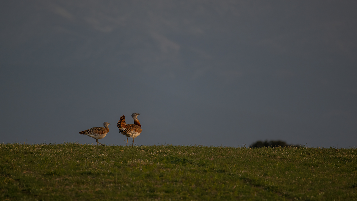 _NZ95624-1200.jpg