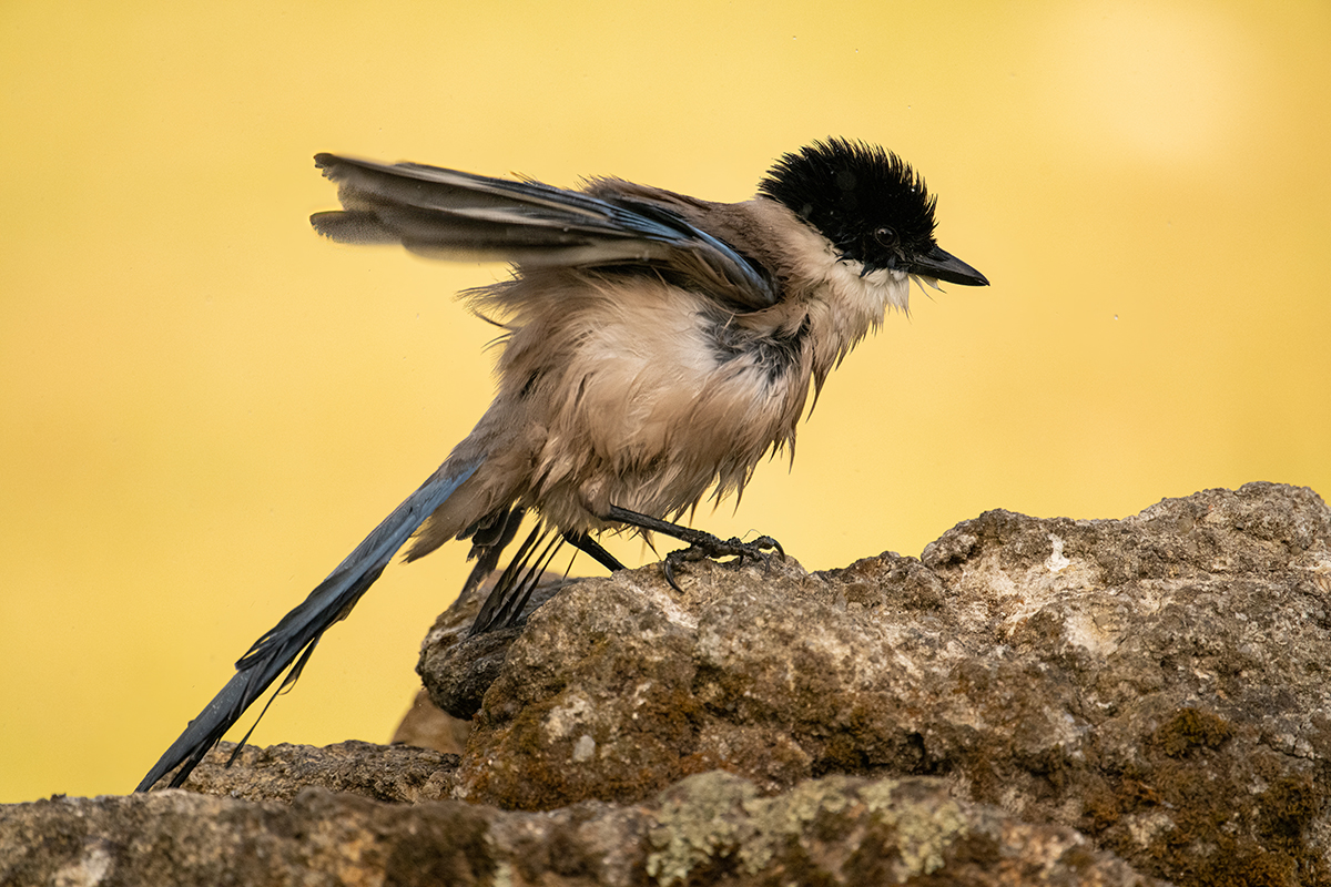 _NZ96284-Blauelster.jpg