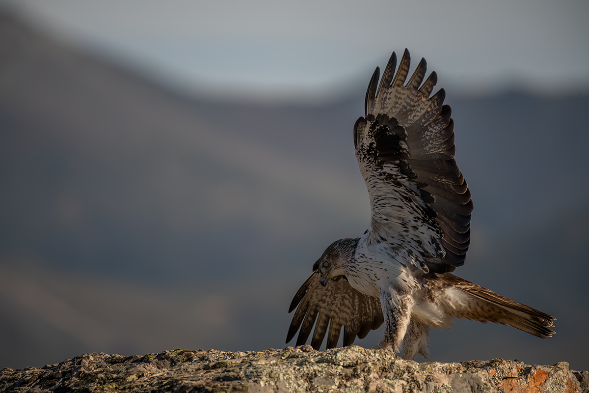_NZ96776-Hab-Adler-1200.jpg