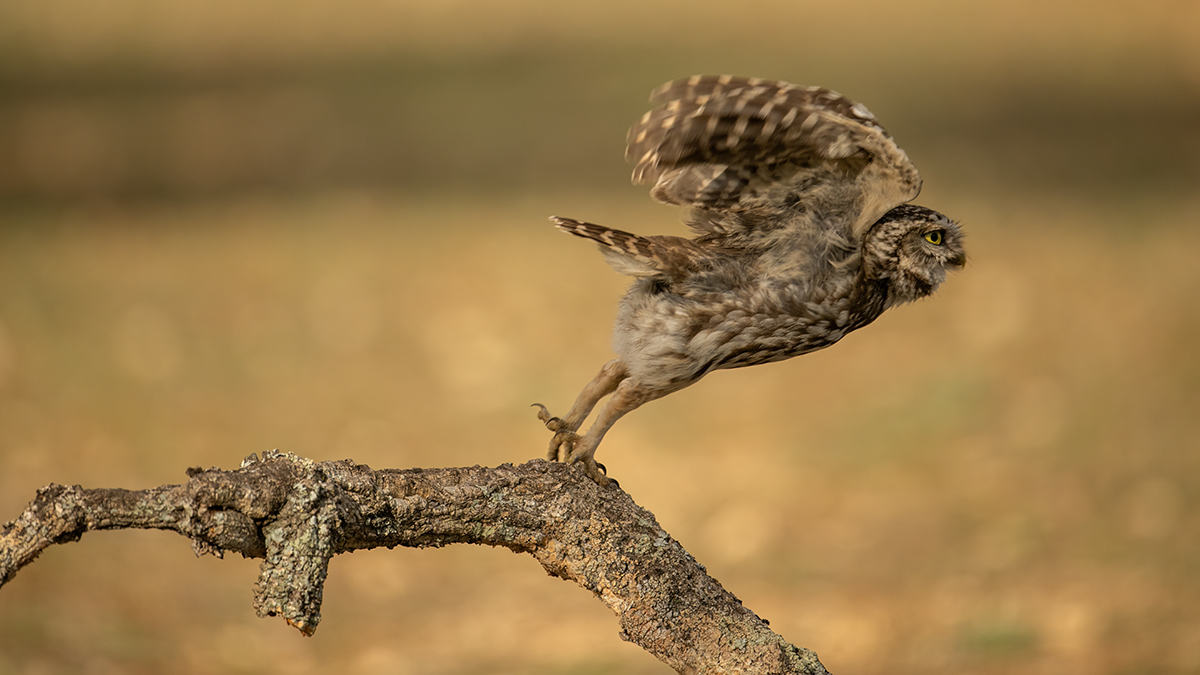 full